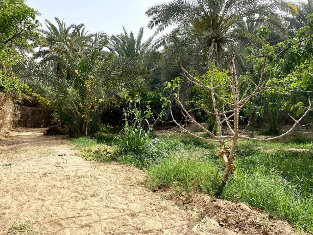 Forest Camp Siwa - كامب الغابة Siwa Oasis Zewnętrze zdjęcie