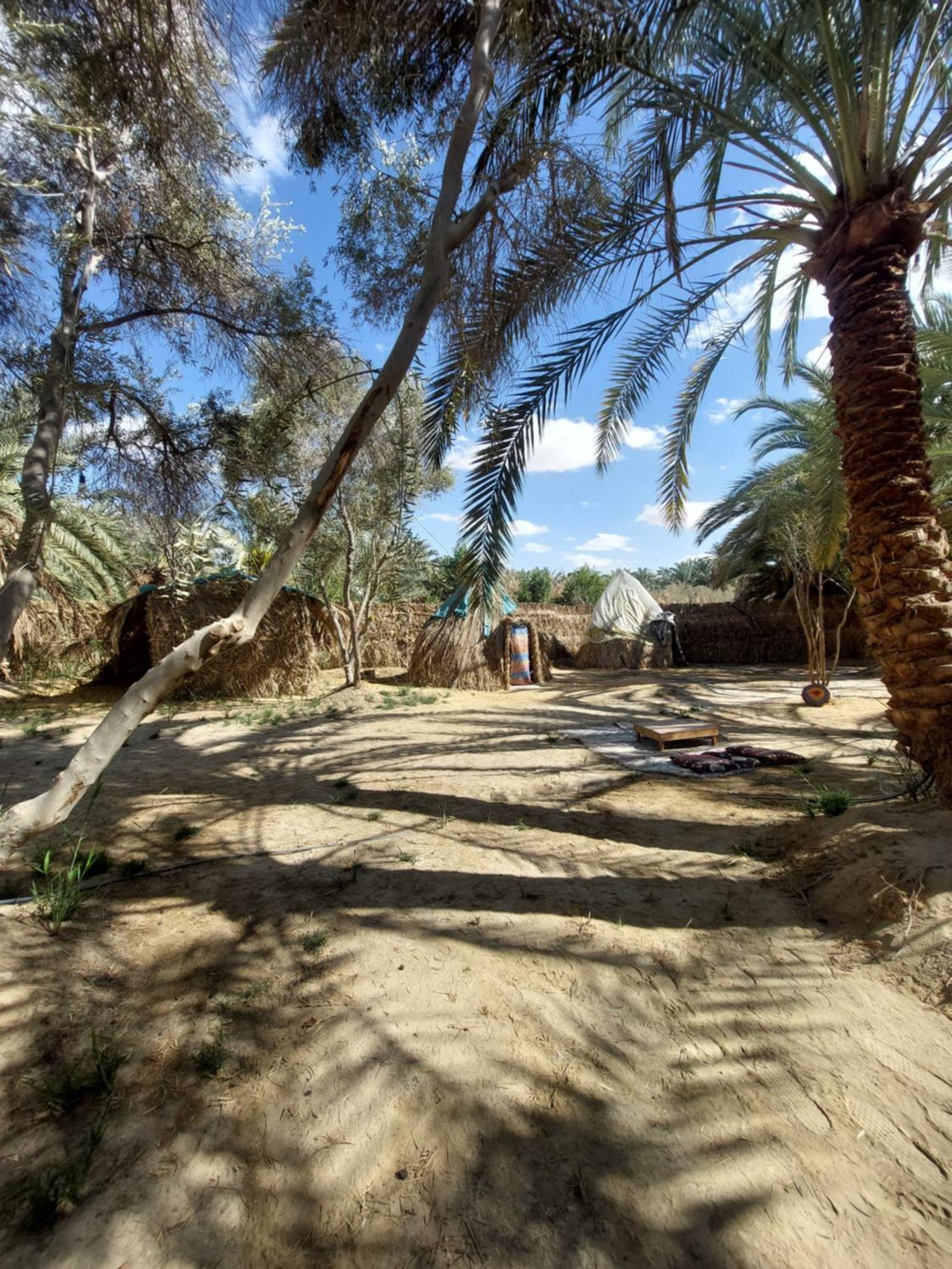 Forest Camp Siwa - كامب الغابة Siwa Oasis Zewnętrze zdjęcie