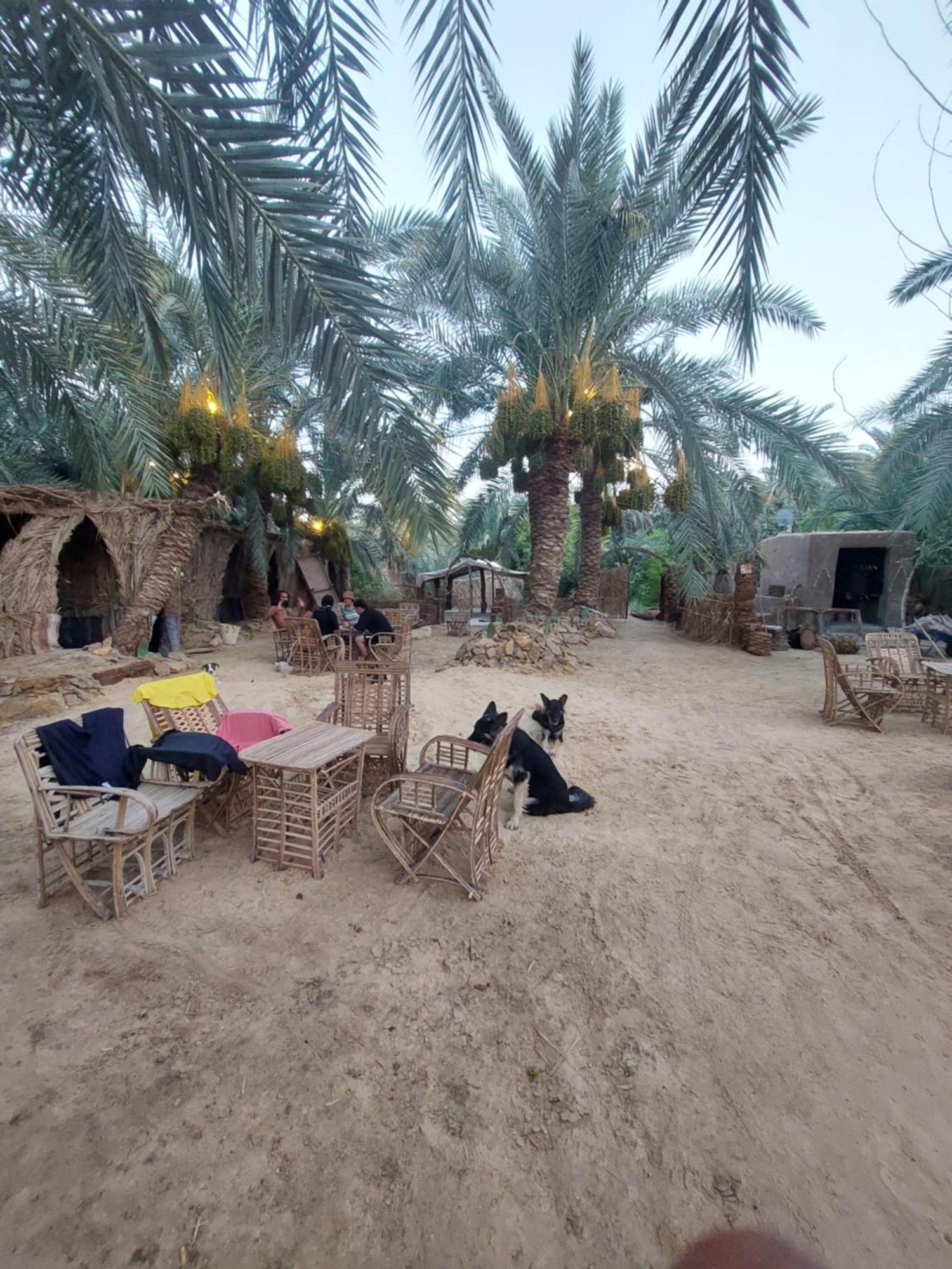 Forest Camp Siwa - كامب الغابة Siwa Oasis Zewnętrze zdjęcie